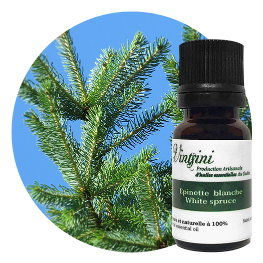 Épinette blanche, Picea glauca | Huile essentielle Vintsini