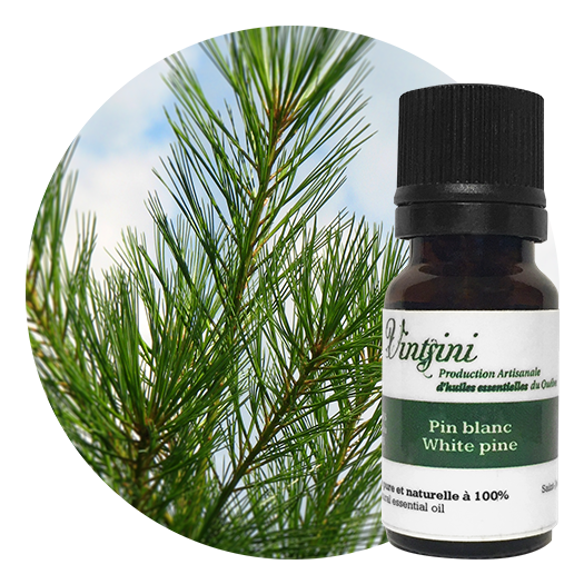 Pin blanc, Pinus strobus | Huile essentielle Vintsini