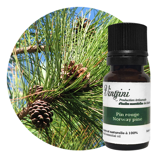 Pin rouge, Pinus resinosa | Huile essentielle Vintsini