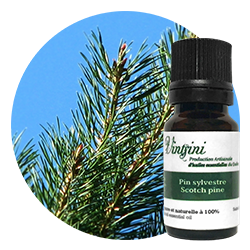 Scots pine essential oil